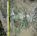 Tragopogon caricifolius